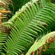 Matteuccia struthiopteris