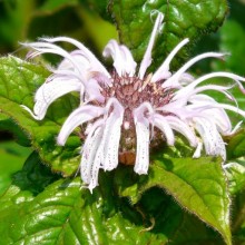 Monarda bradburiana