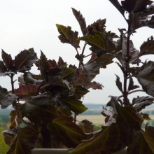 Ocimum basilicum 'Purple Ruffles'