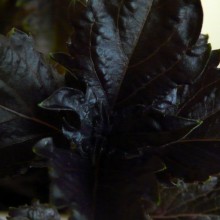 Ocimum basilicum 'Purple Ruffles'