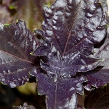 Ocimum basilicum 'Purple Ruffles'