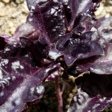 Ocimum basilicum 'Purple Ruffles'