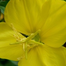 Oenothera biennis