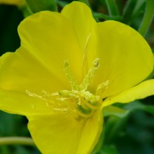 Oenothera biennis
