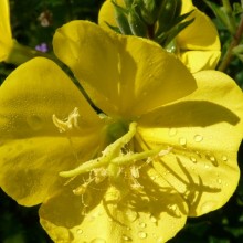 Oenothera biennis