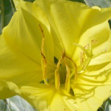 Oenothera macrocarpa incana