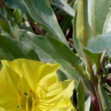 Oenothera macrocarpa incana