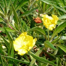 Oenothera macrocarpa 'Silver Wings'