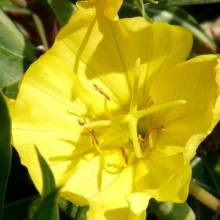 Oenothera macrocarpa 'Silver Wings'