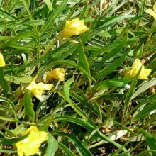 Oenothera macrocarpa 'Silver Wings'