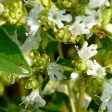 Origanum hybr. 'Ingolstadt'