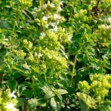 Origanum hybr. 'Ingolstadt'