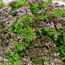 Origanum vulgare 'Compactum'