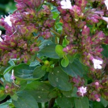 Origanum vulgare 'Compactum'