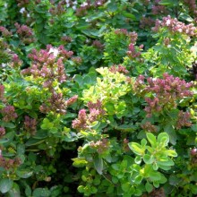 Origanum vulgare 'Compactum'