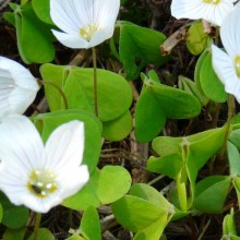 Oxalis acetosella