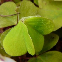 Oxalis acetosella