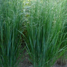 Panicum virgatum 'Northwind'