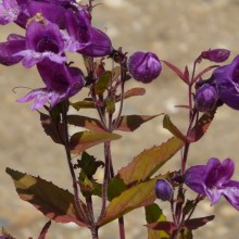 Penstemon unilateralis