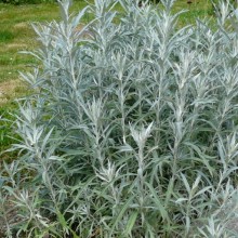Artemisia ludoviciana 'Silver Queen'