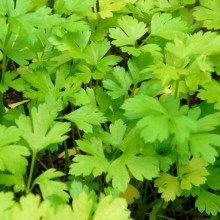 Petroselinum crispum