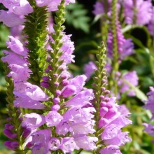 Physostegia virginiana 'Rosy Spire'