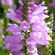 Physostegia virginiana 'Rosy Spire'