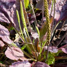 Plantago major 'Purpurea'