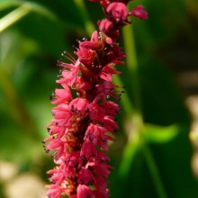 Polygonum amplexicaule 'Firetail'