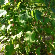 Polygonum amplexicaule 'Firetail'