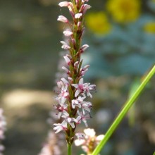 Polygonum amplexicaule 'Roseum'