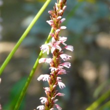 Polygonum amplexicaule 'Roseum'