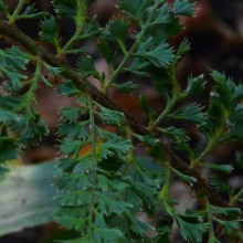 Polystichum setiferum 'Cristatopinnulum'
