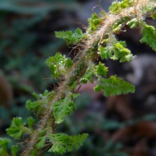 Polystichum setiferum 'Cristatopinnulum'