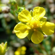 Potentilla parviflora