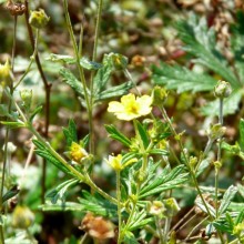 Potentilla parviflora