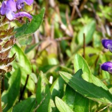 Prunella grandiflora 'Freelander Blue'
