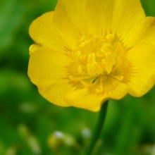 Ranunculus repens