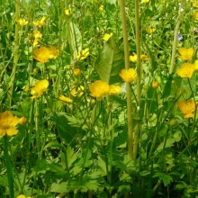 Ranunculus repens