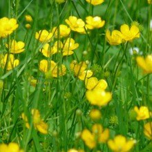 Ranunculus repens