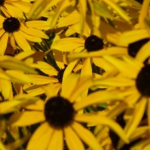 Rudbeckia missouriensis