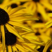 Rudbeckia missouriensis