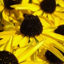 Rudbeckia missouriensis