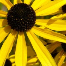 Rudbeckia missouriensis