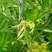 Artemisia vulgaris 'Oriental Limelight'