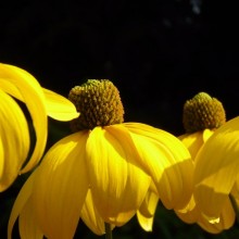 Rudbeckia nitida 'Herbstsonne'