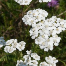 Achillea millefolium