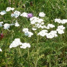 Achillea millefolium