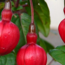 Fuchsia hybr.