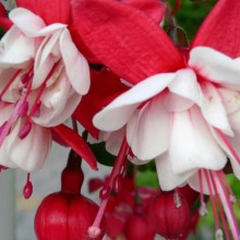 Fuchsia hybr.